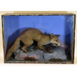 TAXIDERMY FOX ATTRIBUTED TO HENRY 'HARRY' SHAW, cased and standing on a an artificial blue-grey
