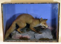 TAXIDERMY FOX ATTRIBUTED TO HENRY 'HARRY' SHAW, cased and standing on a an artificial blue-grey