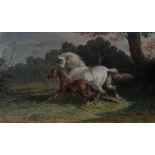 THEODORE FORT watercolour - study of a prancing white horse and foal, signed, 20 x 33cms