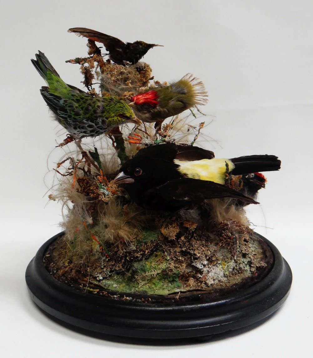 A CIRCULAR-BASED TAXIDERMY GLASS DOME OF FIVE SMALL EXOTIC BIRDS in a grassy and mossy surround, - Image 2 of 2