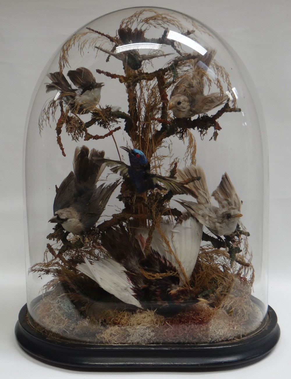A LATE VICTORIAN / EARLY TWENTIETH CENTURY TAXIDERMY GLASS DOME of oval-based form and containing