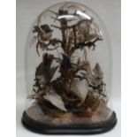 A LATE VICTORIAN / EARLY TWENTIETH CENTURY TAXIDERMY GLASS DOME of oval-based form and containing