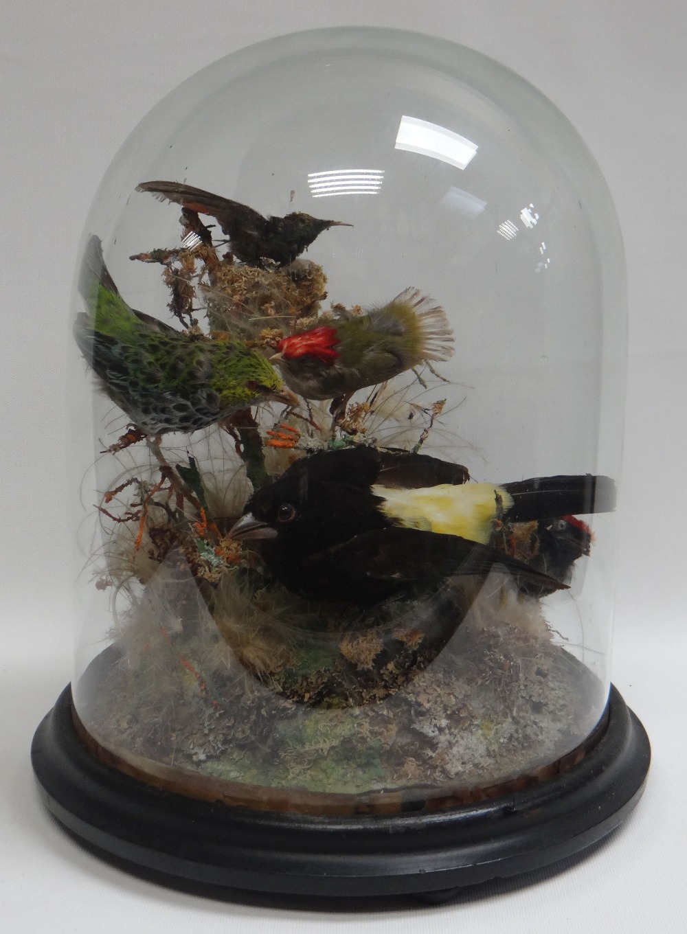 A CIRCULAR-BASED TAXIDERMY GLASS DOME OF FIVE SMALL EXOTIC BIRDS in a grassy and mossy surround,