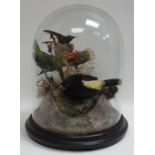 A CIRCULAR-BASED TAXIDERMY GLASS DOME OF FIVE SMALL EXOTIC BIRDS in a grassy and mossy surround,