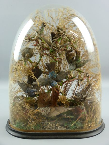 A GLASS DOMED CASE OF STUFFED CONTINENTAL BIRDS, 49 cms high, 36 cms wide