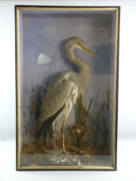 A CASED TAXIDERMY STUDY OF A HERON, late 19th Century, bird standing on a naturalistic looking