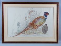 KATHERINE ROLFE pen and watercolour - study of pheasant, signed 'Kat Rolfe' and dated '90, 44 x 60.5