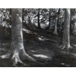 SUSAN DALLADAY charcoal on paper - woodland scene, entitled ‘The Cool of a Beechwood on a Hot