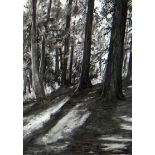 SUSAN DALLADAY charcoal on paper - woodland scene, entitled verso ‘Tall Trees and Evening Sun’,