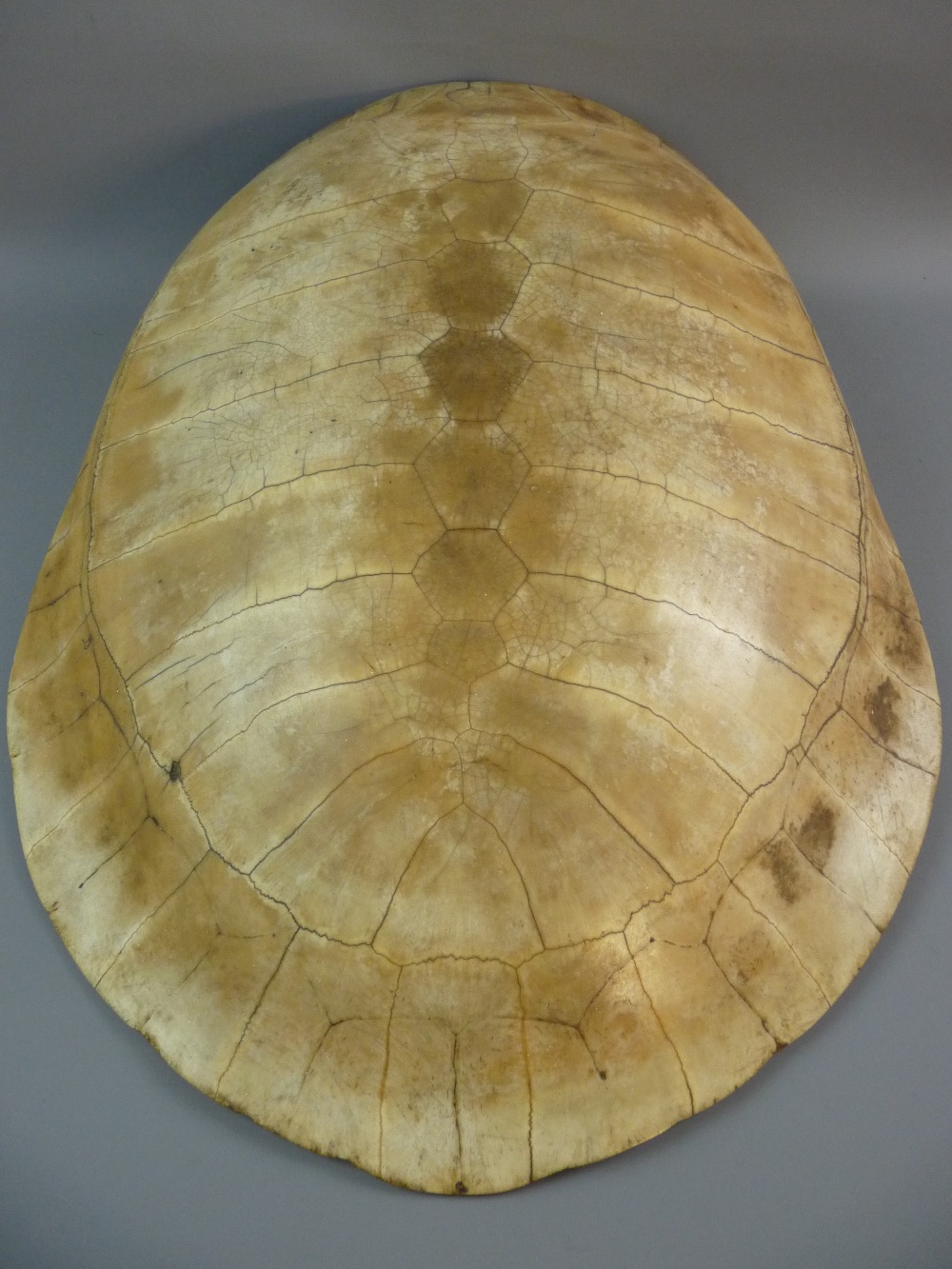 A 19th CENTURY BLONDE TURTLE SHELL, 68 cms long, 50 cms wide at widest, clean and clear underneath