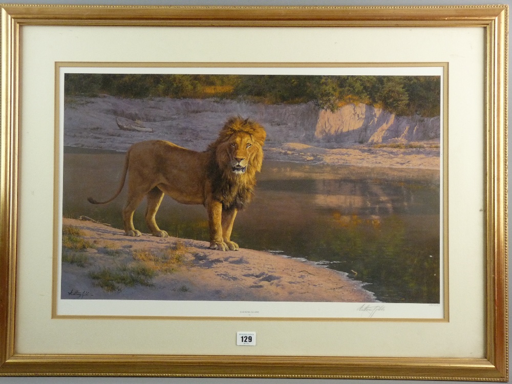 ANTHONY GIBBS limited edition (287/550) print - titled 'Evening Glare', study of a full maned male