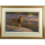 ANTHONY GIBBS limited edition (287/550) print - titled 'Evening Glare', study of a full maned male