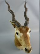 TAXIDERMY, an early 20th Century trophy study of a gazelle with rear wall mounting bracket, 75 cms