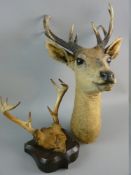 TAXIDERMY, a study of a young deer head with wall mounting bracket to rear along with a pair of
