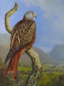 GARETH PARRY oil on board - fine study of a red kite perched on a tree branch in a valley setting,
