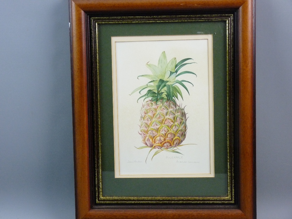 JOAN PONTIN watercolour - still life, study of a pineapple, signed, 24.5 x 16.5 cms