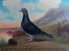 ANDREW BEER oil on board - portrait of racing pigeon titled 'Pride of the Hills', 29 x 40cms