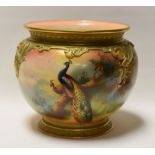 A ROYAL WORCESTER JARDINIERE painted with two peacocks perched amongst fir trees, signed R S