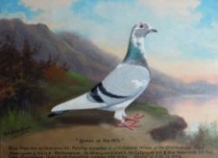 ANDREW BEER oil on board - portrait of racing pigeon titled 'Queen of the Hills', 29 x 39cms
