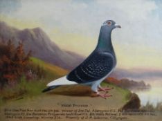 ANDREW BEER oil on board - portrait of racing pigeon titled 'Welsh Princess', 29 x 40cms