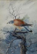 C HARRY ADAMS watercolour - study of a kestrel, signed and dated 1956, 23 x 16cms