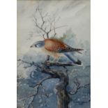 C HARRY ADAMS watercolour - study of a kestrel, signed and dated 1956, 23 x 16cms