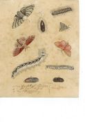 Schmuzer, J. J. um 1800.Acht altkolorierte Kupferstiche. Verschiedene Insekten. Teilweise fleckig