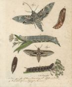 Schmuzer, Jacob Xaver. 1713 - 1775.Acht altkolorierte Kupferstiche. Verschiedene Insekten. Teilweise
