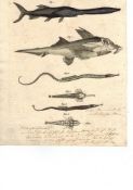 Schmuzer, Jacob Xaver. 1713 - 1775.Vier altkolorierte Kupferstiche. Verschiedene Fische. Teilweise