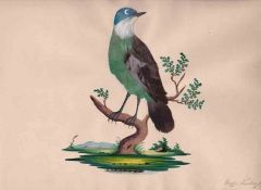 Federbild.Egerland, um 1840. Naturalistische Darstellung eines "Großer Laubvogel" aus farbigen