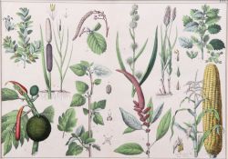 Zwei Lithographien.Versch. Getreidearten und andere Pflanzen. H: 26 x 37 cm.