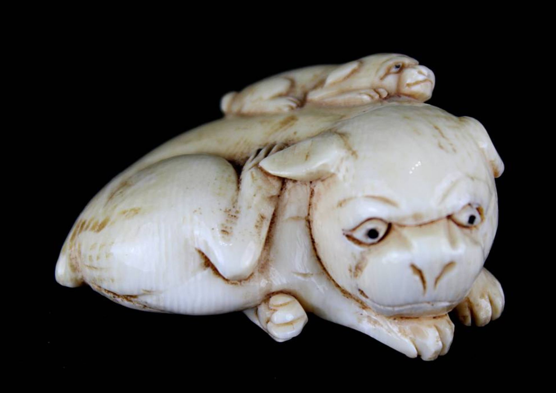 Elfenbein-Netsuke, Japan im Form eines Mops mit Jungem auf dem Rücken. Unterseite signiert. 4,3cm.