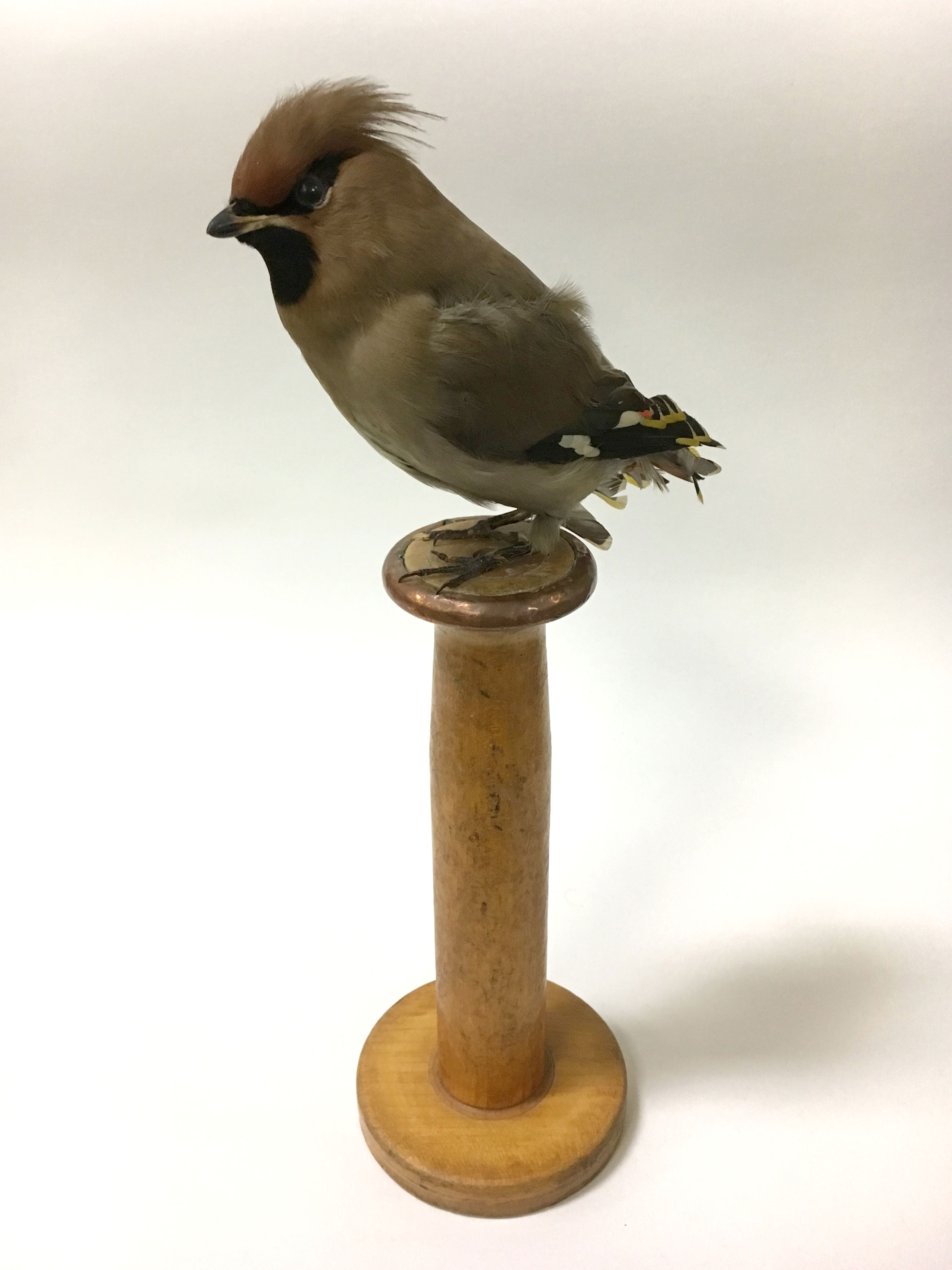 VINTAGE TAXIDERMY WAXWING ON WOODEN STAND