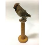 VINTAGE TAXIDERMY WAXWING ON WOODEN STAND