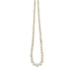 A CULTURED PEARL NECKLACEComposed of a single-strand of graduated cultured pearls measuring