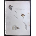 Gray, George Edward & Wolf, Joseph 1840's Hand Coloured Bird Print. Showing Seedsnipe, Snowy