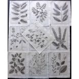 Burman, Johannes 1737 Lot of 10 Ceylon Botanical Prints. Copper Plates Published 1737, Amsterdam for