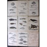 Richardson, John - Fish & Marine 1862 Lot of 19 Prints, incl 9 Hand Coloured. Steel Engravings/