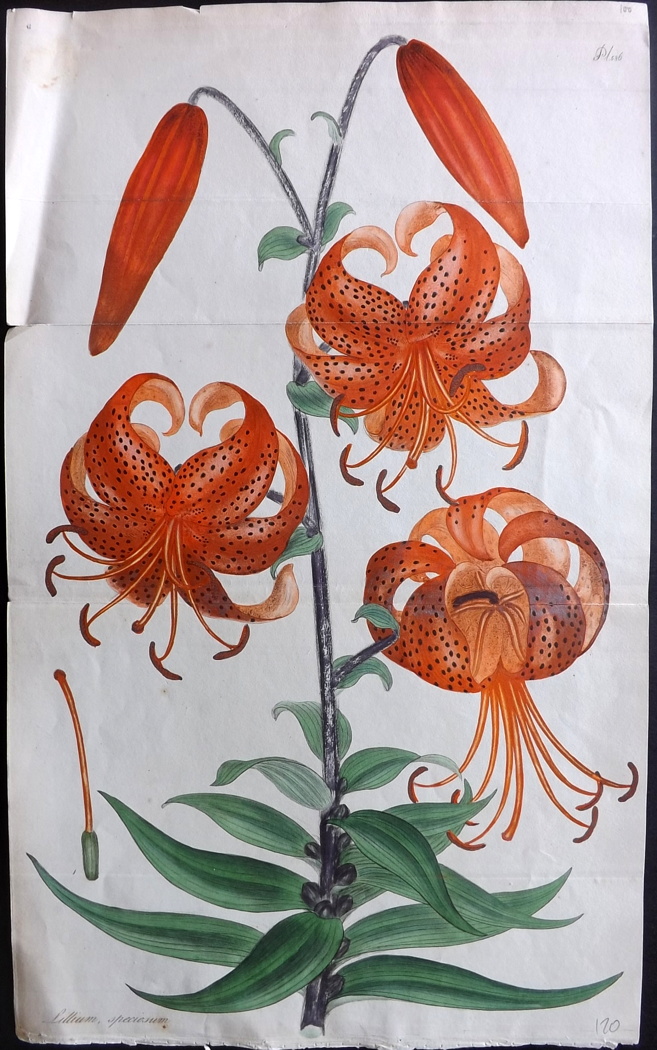 Andrews, Henry Charles 1810 Large Hand Coloured Botanical Print of a Lily. "Lilium Speciosum" Hand