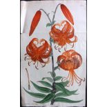 Andrews, Henry Charles 1810 Large Hand Coloured Botanical Print of a Lily. "Lilium Speciosum" Hand