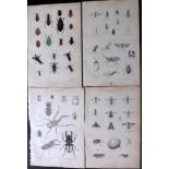 Richardson, John - Insects 1862 Lot of 8 Prints incl 3 Hand Coloured. Steel Engravings/Etchings