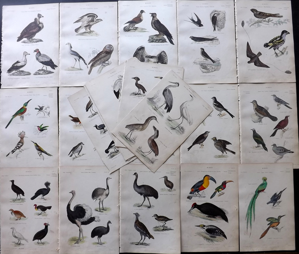Richardson, John 1862 Lot of 23 Hand Coloured Bird Prints. Incl Toucan, Birds of Paradise,