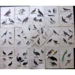 Richardson, John 1862 Lot of 23 Hand Coloured Bird Prints. Incl Toucan, Birds of Paradise,