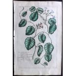 Buchoz, Pierre Joseph 1770's Hand Coloured Botanicl Print. Convolvulus. Hand Coloured Copper Plate