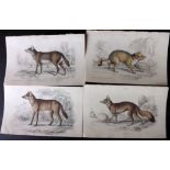 Jardine, William C1840 Lot of 6 Hand Coloured Prints of Wild Dogs. Hand Coloured Steel Engraving/