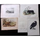 Natural History/Birds 19th Century Lot of 10 Prints. Mostly hand coloured. Examples by Morris,