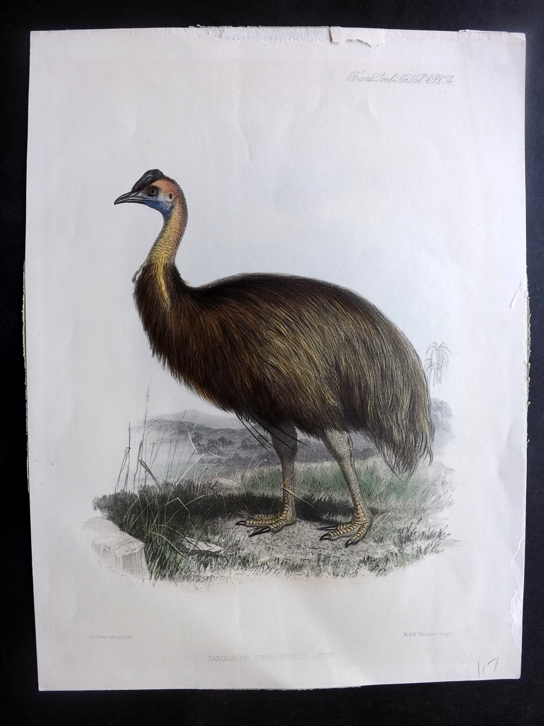 Hanhart M & N, after Julius Jury 1862 Hand Coloured Bird Print. Northern Cassowary. "Casuarius