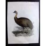Hanhart M & N, after Julius Jury 1862 Hand Coloured Bird Print. Northern Cassowary. "Casuarius