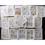 Horwood, Arthur Reginald 1919 Lot of 65 Botanical Prints. Lithographs Published 1919, London for "