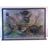 A taxidermist’s display of a pheasant and two grouse mounted amongst grasses, in glazed case, 30½" x